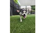 Sammie 394-24 English Bulldog Senior Female