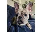 Piper French Bulldog Adult Female