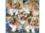 Havanese Puppy for sale in Verden, OK, USA