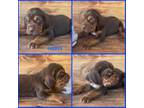Bloodhound Puppy for sale in Verden, OK, USA