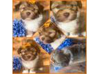Havanese Puppy for sale in Verden, OK, USA