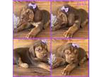 Bloodhound Puppy for sale in Verden, OK, USA