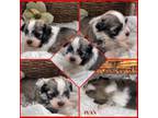 Havanese Puppy for sale in Verden, OK, USA