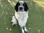 Aster English Setter Adult Male