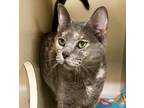 Scarlett Domestic Shorthair Adult Female