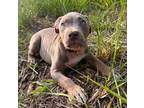 Adam American Staffordshire Terrier Puppy Male