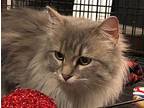 Smokey Domestic Longhair Young Female