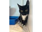 Tacey Domestic Shorthair Adult Female