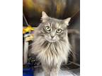 Olivia Domestic Mediumhair Adult Female