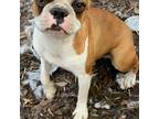 Boston Terrier Puppy for sale in New Port Richey, FL, USA