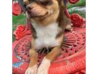 Chihuahua Puppy for sale in New Port Richey, FL, USA