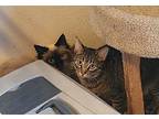 Willow (Barn Cat) Domestic Shorthair Young Female