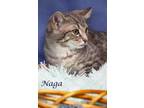 Naga (C24-005) Domestic Shorthair Kitten Male