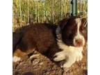 Australian Shepherd Puppy for sale in Wittmann, AZ, USA