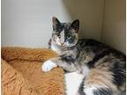 Laina Domestic Shorthair Adult Female