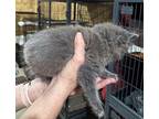 Valentine Domestic Shorthair Kitten Female
