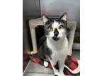 Markandi Domestic Shorthair Young Female