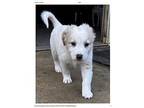 Rook Great Pyrenees Puppy Male