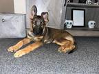 Jasper German Shepherd Dog Puppy Male