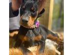 Doberman Pinscher Puppy for sale in Barnett, MO, USA