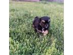 Shih Tzu Puppy for sale in Lewisburg, TN, USA