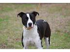 Titan American Pit Bull Terrier Adult Male