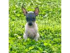 American Hairless Terrier Puppy for sale in Franklin, KY, USA