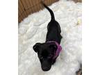 Dove Mixed Breed (Medium) Puppy Female