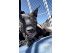 Mishka Australian Cattle Dog Puppy Female