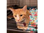 Spunk Domestic Shorthair Young Male