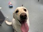 Lucy Labrador Retriever Adult Female