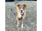 Wilbert Mixed Breed (Large) Senior Male