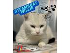 Steamboat Willie Domestic Shorthair Adult Male