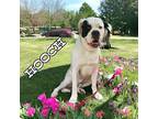 Hooch St. Bernard Young Male