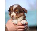 Miniature Australian Shepherd Puppy for sale in Lamoure, ND, USA
