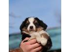 Miniature Australian Shepherd Puppy for sale in Lamoure, ND, USA