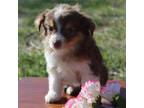 Miniature Australian Shepherd Puppy for sale in Lamoure, ND, USA
