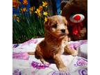 Poodle (Toy) Puppy for sale in Middleburg, VA, USA