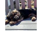 German Shepherd Dog Puppy for sale in Houghton Lake, MI, USA