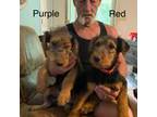 Airedale Terrier Puppy for sale in Steedman, MO, USA