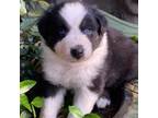 Australian Shepherd Puppy for sale in Gray, GA, USA