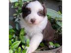 Australian Shepherd Puppy for sale in Gray, GA, USA