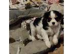 Cavalier King Charles Spaniel Puppy for sale in Spotsylvania, VA, USA