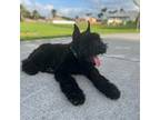 Schnauzer (Giant) Puppy for sale in Miami, FL, USA