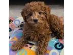 Poodle (Toy) Puppy for sale in Rockford, IL, USA