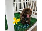 Shih-Poo Puppy for sale in Spencerville, IN, USA