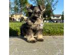 Schnauzer (Miniature) Puppy for sale in Rancho Cucamonga, CA, USA