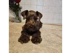 Schnauzer (Miniature) Puppy for sale in Niles, MI, USA