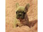 French Bulldog Puppy for sale in Pittsburgh, PA, USA