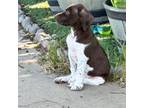 German Shorthaired Pointer Puppy for sale in Sulphur Springs, TX, USA